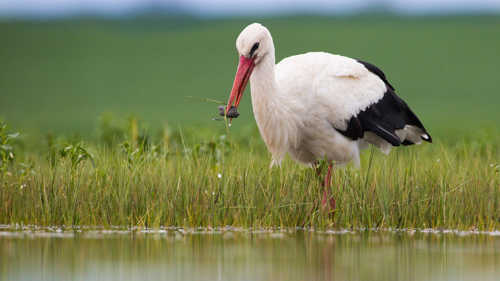 gólya2_Jakab Sándor.jpg